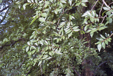 �����̉�