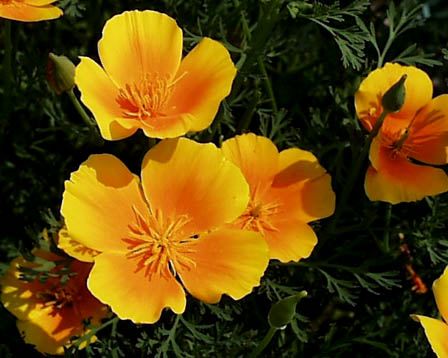 �����̉�