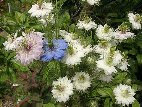 �����̉�