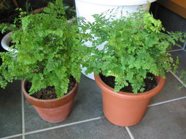 �����̉�