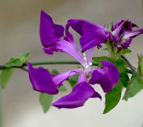 �����̉�