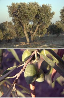 �����̉�