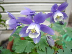 �����̉�