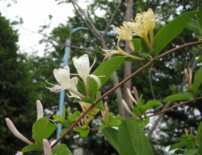 �����̉�