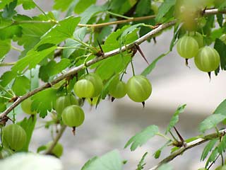 �����̉�