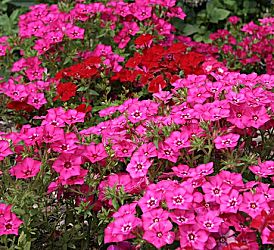 �����̉�