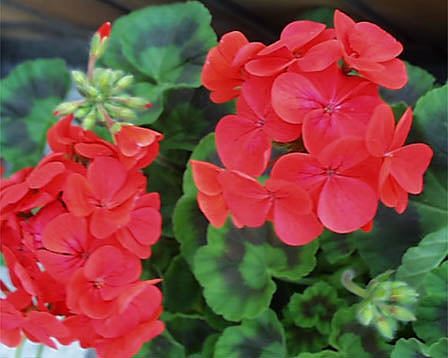 �����̉�