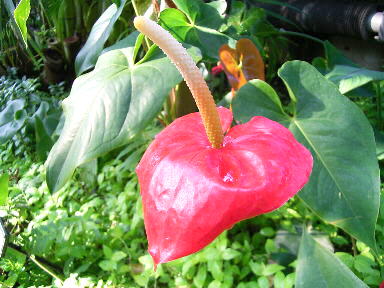 �����̉�