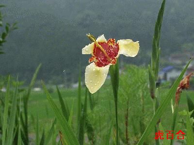 �����̉�