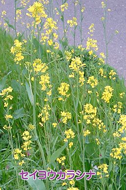 �����̉�