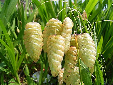 �����̉�