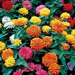 �����̉�