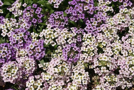 �����̉�