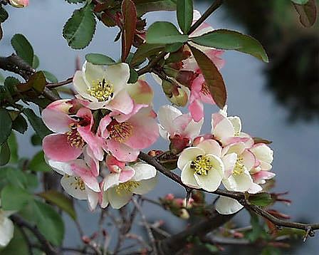 �����̉�