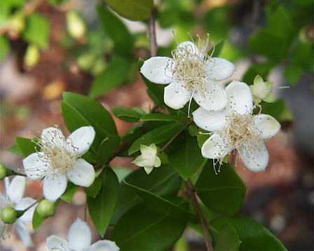 �����̉�