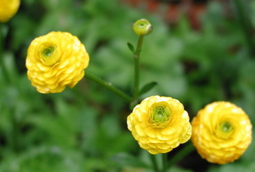 �����̉�