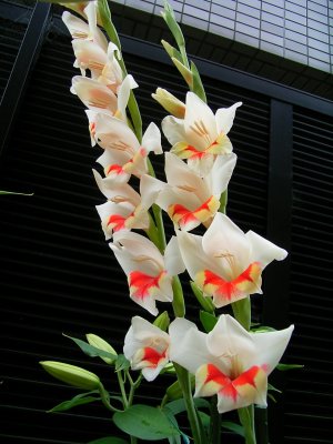 �����̉�