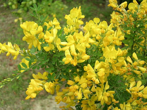 �����̉�