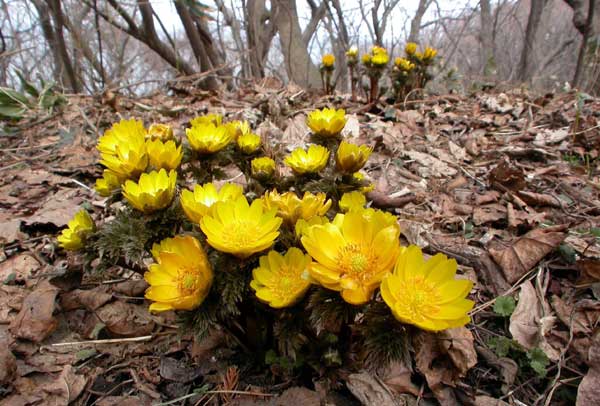 �����̉�