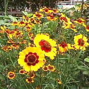 �����̉�