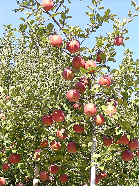 �����̉�