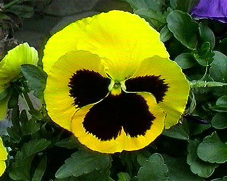 �����̉�