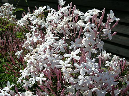 �����̉�