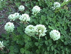 �����̉�