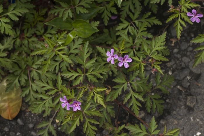 �����̉�