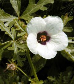 �����̉�