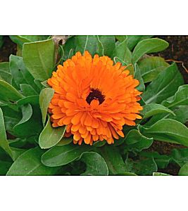 �����̉�