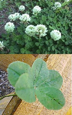 �����̉�