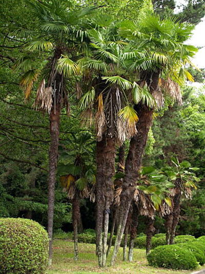 �����̉�