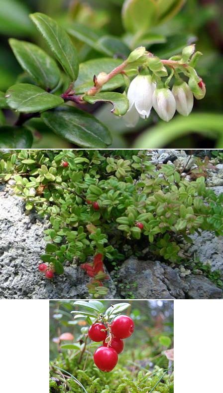 �����̉�