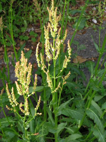 �����̉�