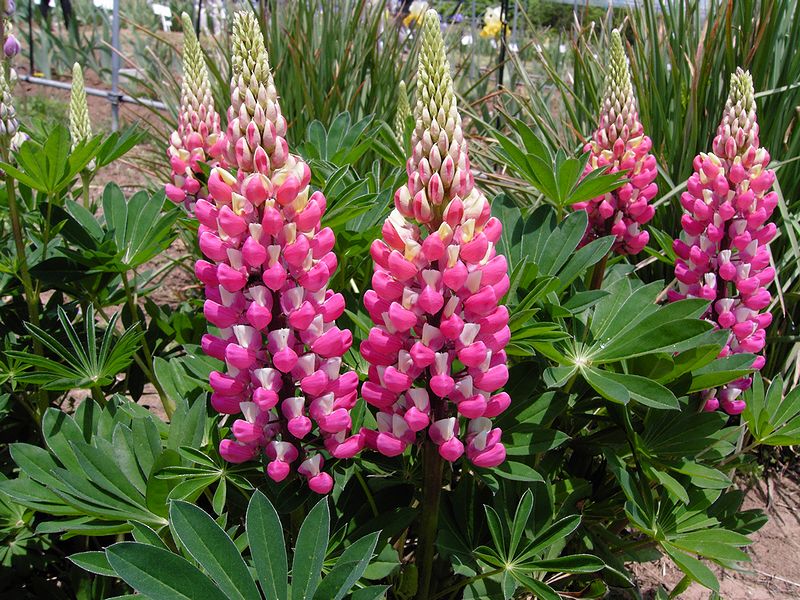 �����̉�