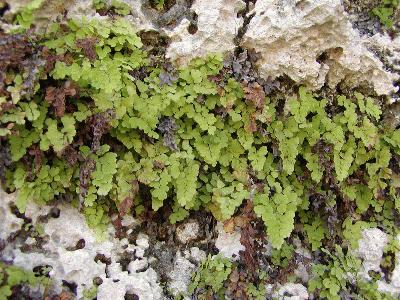 �����̉�