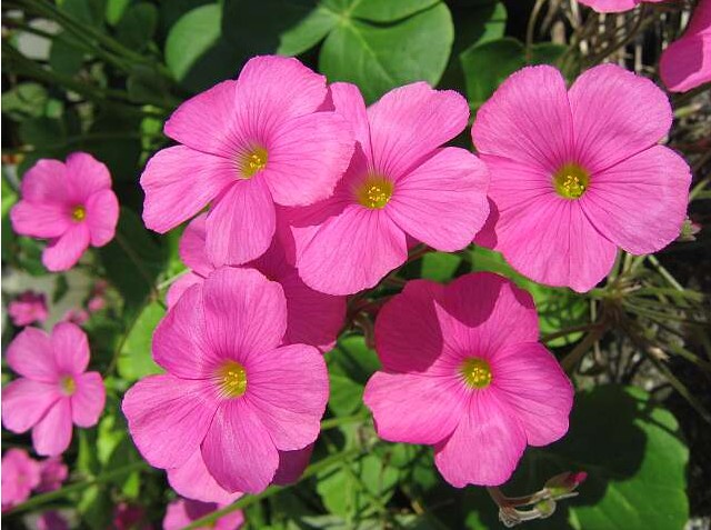 �����̉�