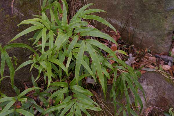 �����̉�