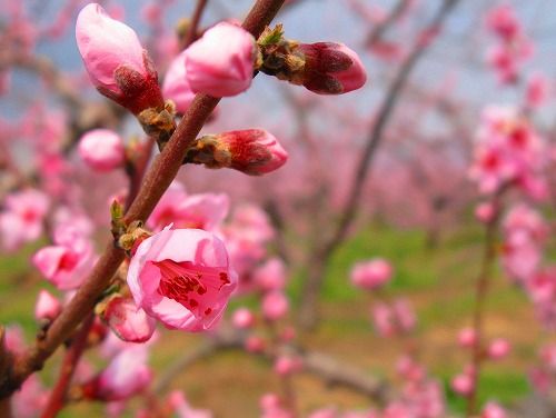 �����̉�