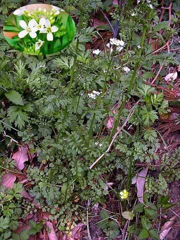 �����̉�