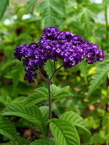 �����̉�