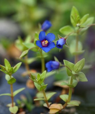 �����̉�