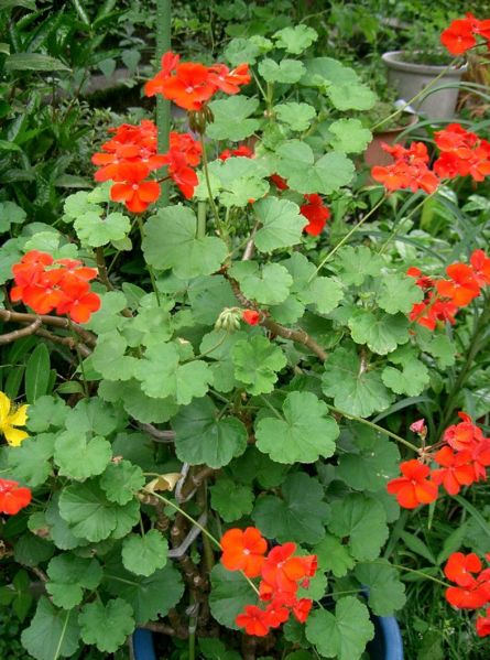 �����̉�