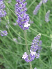 �����̉�