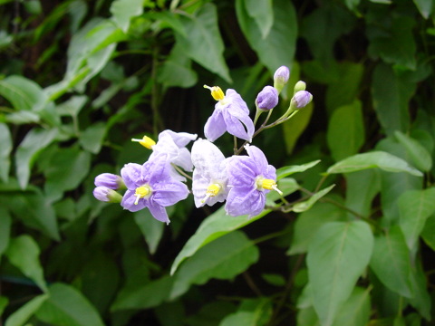 �����̉�