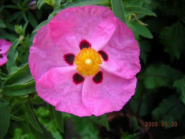 �����̉�