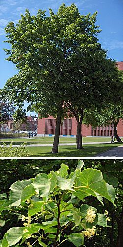 �����̉�