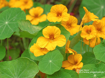 �����̉�