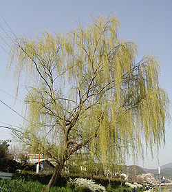 �����̉�